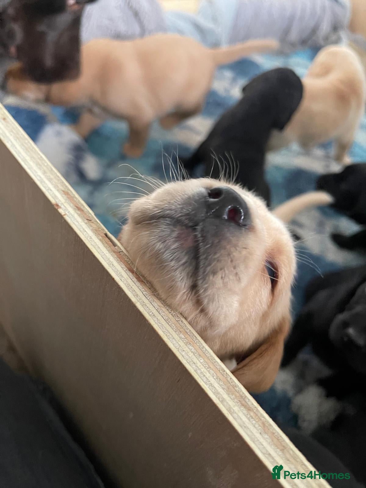Mixed Breed dogs Labrador x Pointer Puppies *5 LEFT, 4 GIRLS 1 BOY* - Advert 2