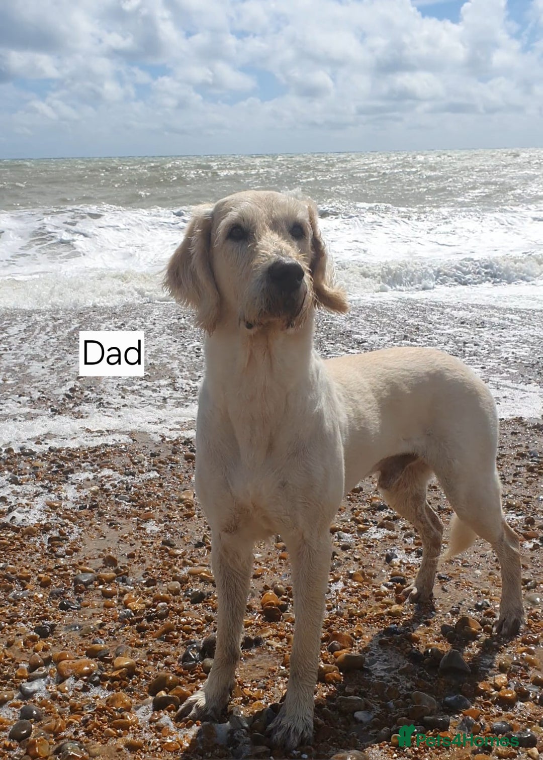 Goldendoodle dogs for sale: Goldendoodle retriever  - Image 33