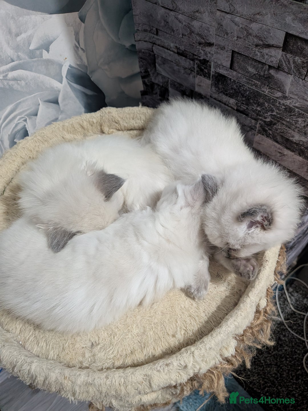 Ragdoll cats for sale: Stunning ragdolls - Advert 20