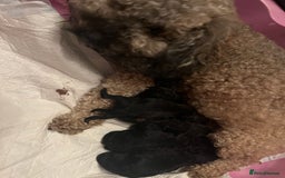 Mixed Breed dogs for sale: Chocolate sable Cockapoo x bichon  - Image 9