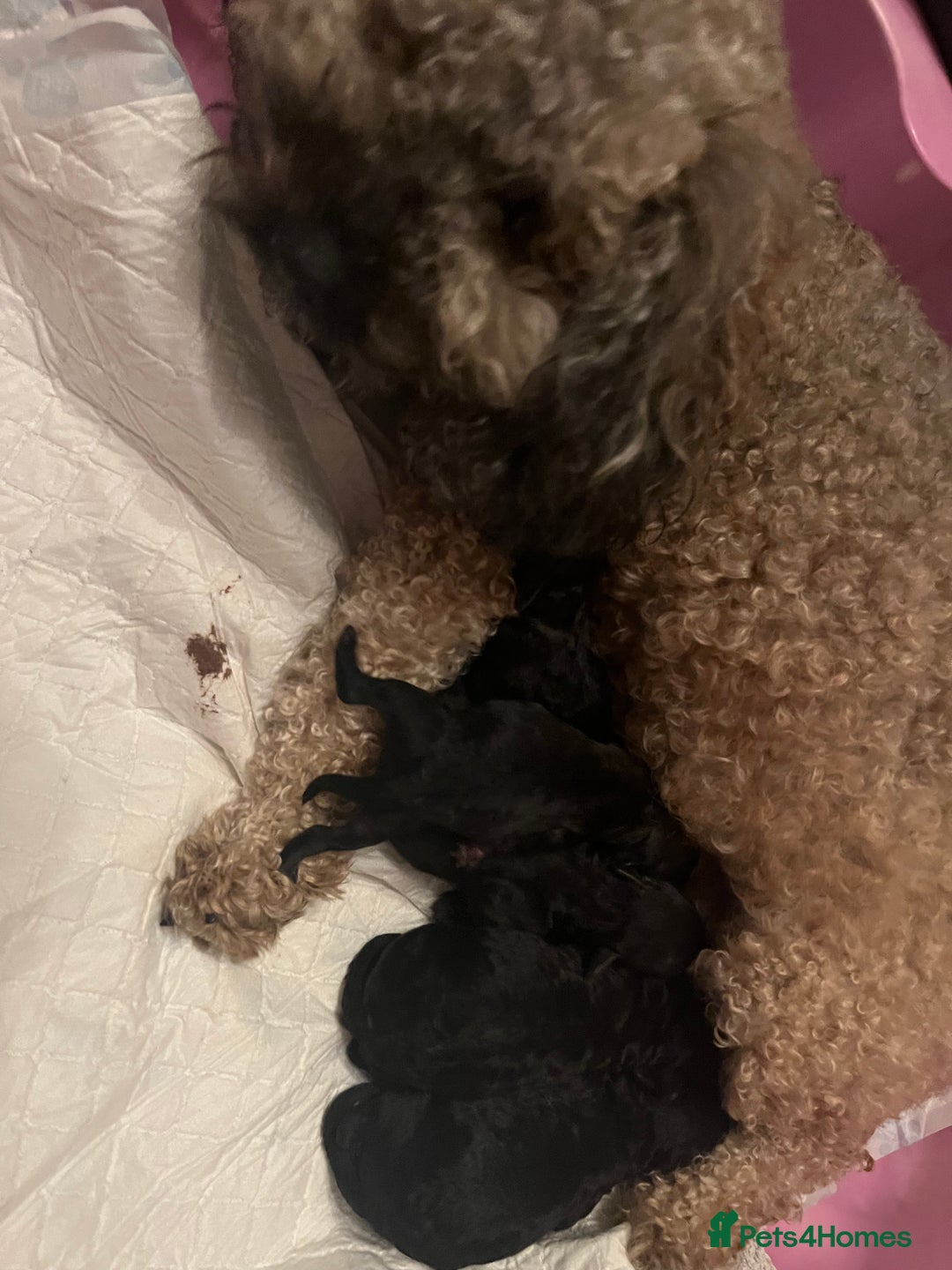 Mixed Breed dogs for sale: Chocolate sable Cockapoo x bichon  - Image 9