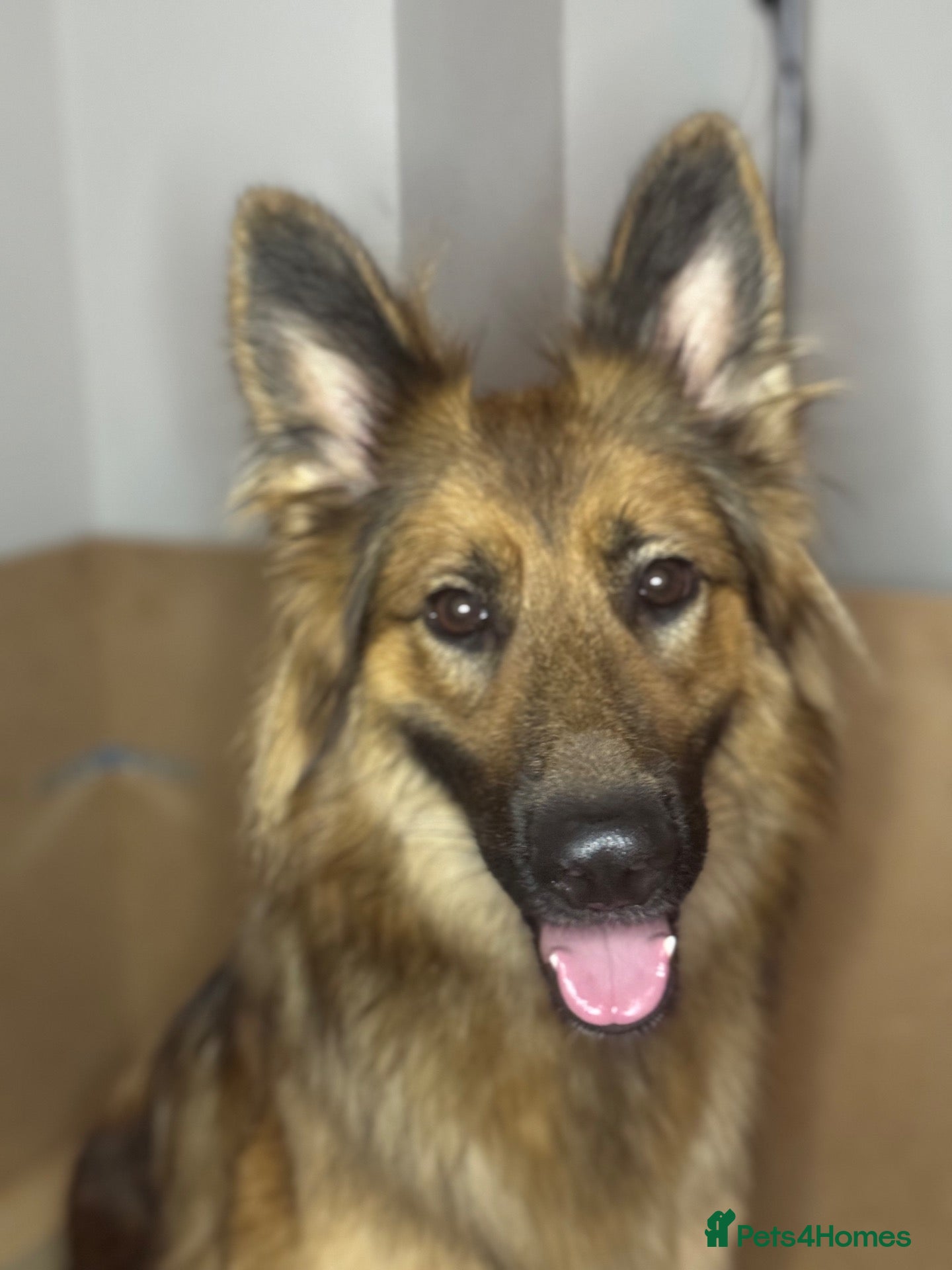 German Shepherd dogs Beautiful Working Line Pups - Advert 1