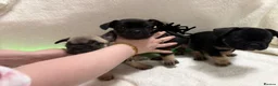 French Bulldog dogs for sale: 🐶French Bulldog Puppies For Sale – Ready Soon🐶 - Advert 6