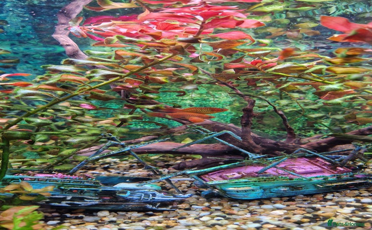 Platies fish - Advert 6