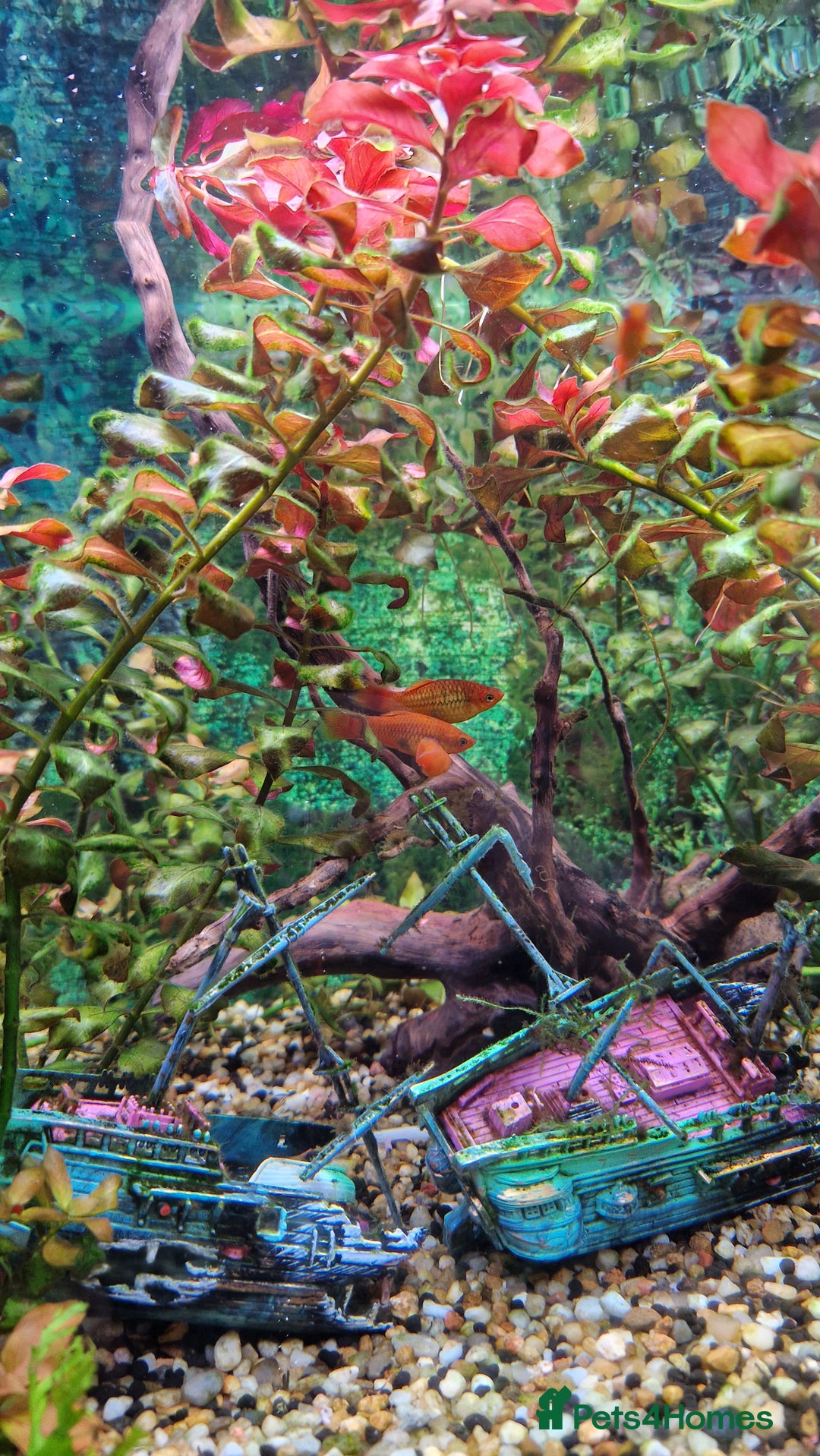 Platies fish for sale: Beautiful Orange Platy Fish Fry for Sale - Image 1