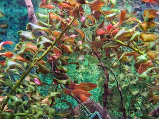 Platies fish - Advert 1