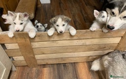 Utonagan dogs for sale: Husky x malamute  - Image 39