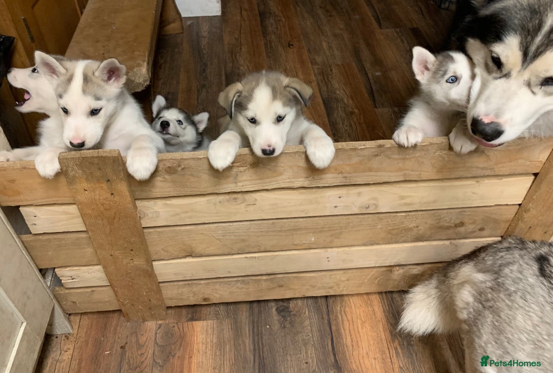 Utonagan dogs for sale: Husky x malamute  - Image 39