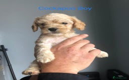 Cockapoo dogs for sale: Cockapoos and cocker spaniels  - Image 5