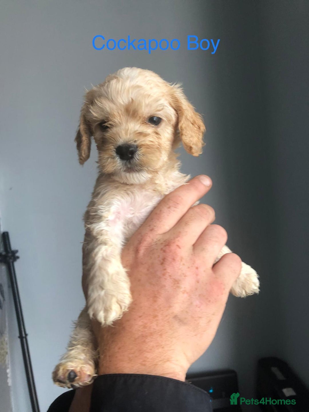 Cockapoo dogs for sale: Cockapoos and cocker spaniels  - Image 5