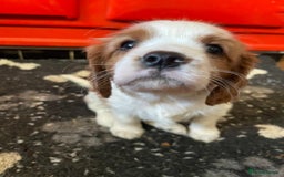Cavalier King Charles Spaniel dogs for sale: Beautiful Cavalier King Charles KC Registered Pups - Image 4