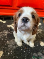 Cavalier King Charles Spaniel dogs - Advert 7
