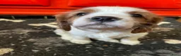 Cavalier King Charles Spaniel dogs for sale: Beautiful Cavalier King Charles KC Registered GIRL - Advert 4