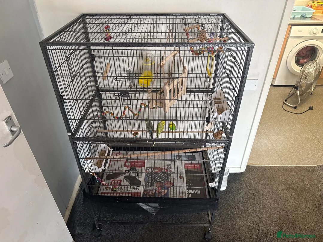 Budgerigars birds for sale: 3 budgies under a year old and full setup  in Scunthorpe - Advert 1