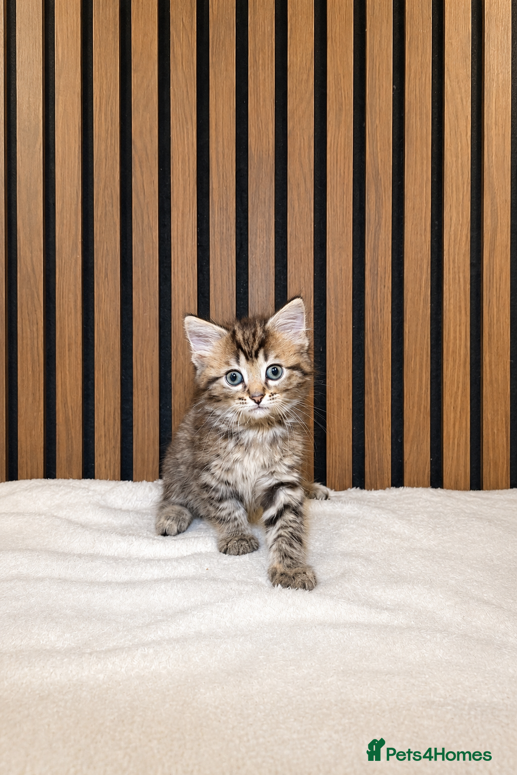Ragdoll cats LAST TWO Stunning Ragdoll | Angel's Final Litter - Advert 2