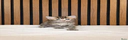 Ragdoll cats for sale: "Stunning Ragdoll Kittens | Tabby | Ready Now - Advert 20