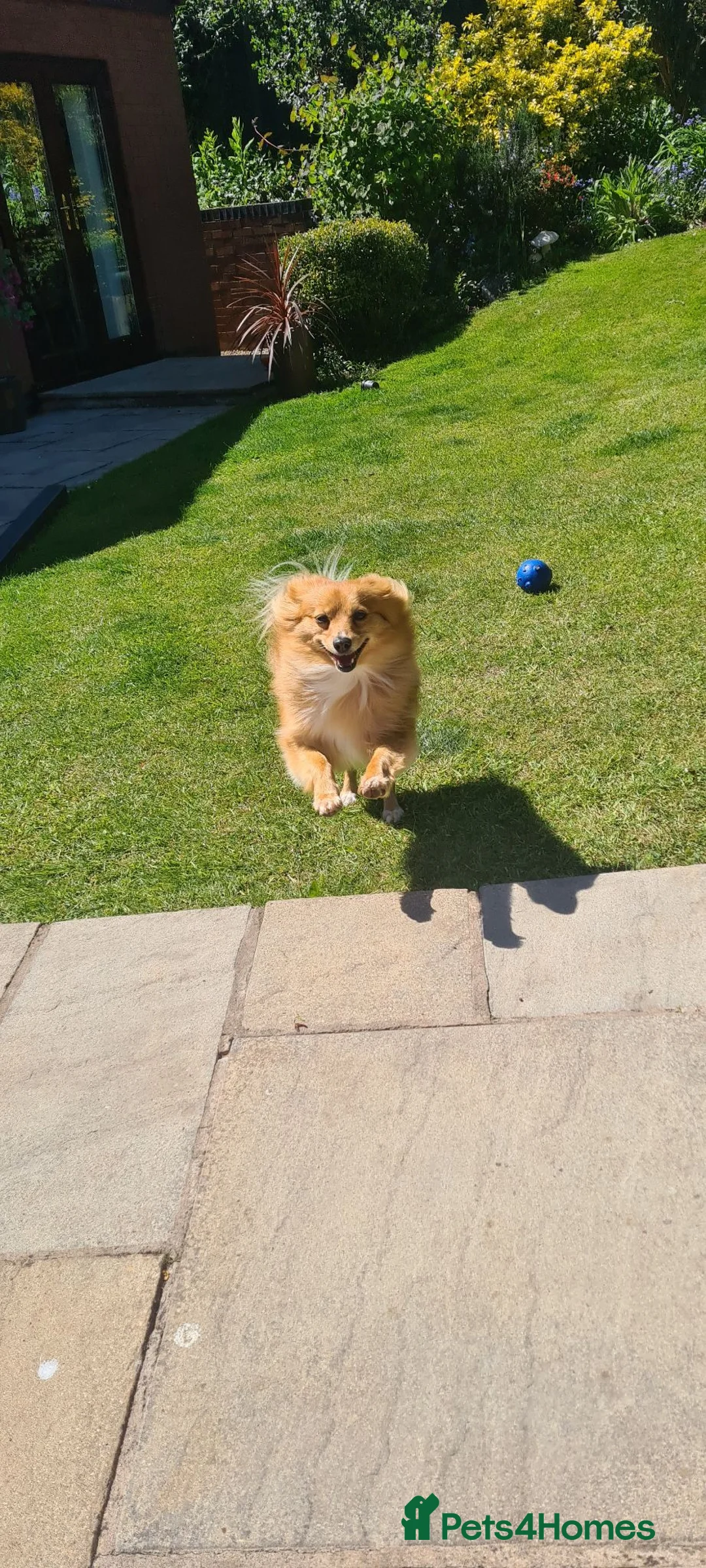 Pomeranian dogs for sale: Female pomeranian 3.5 years old - Advert 2