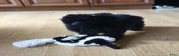 Toy Poodle dogs for sale: Gorgeous KC Toy Poodle Puppy Girl For Sale - Advert 1