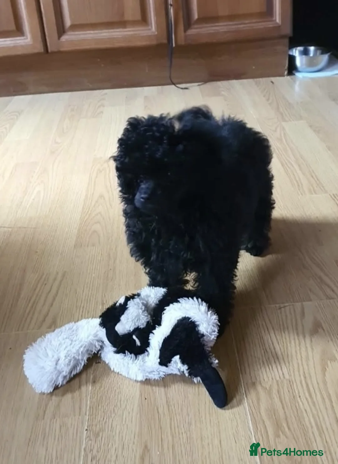 Toy Poodle dogs for sale: Gorgeous KC Toy Poodle Puppy Girl For Sale - Advert 1
