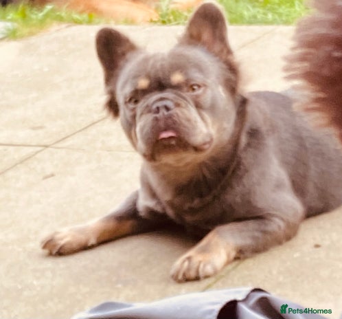 French Bulldog dogs Kc reg male fluffy frenchie - Advert 1