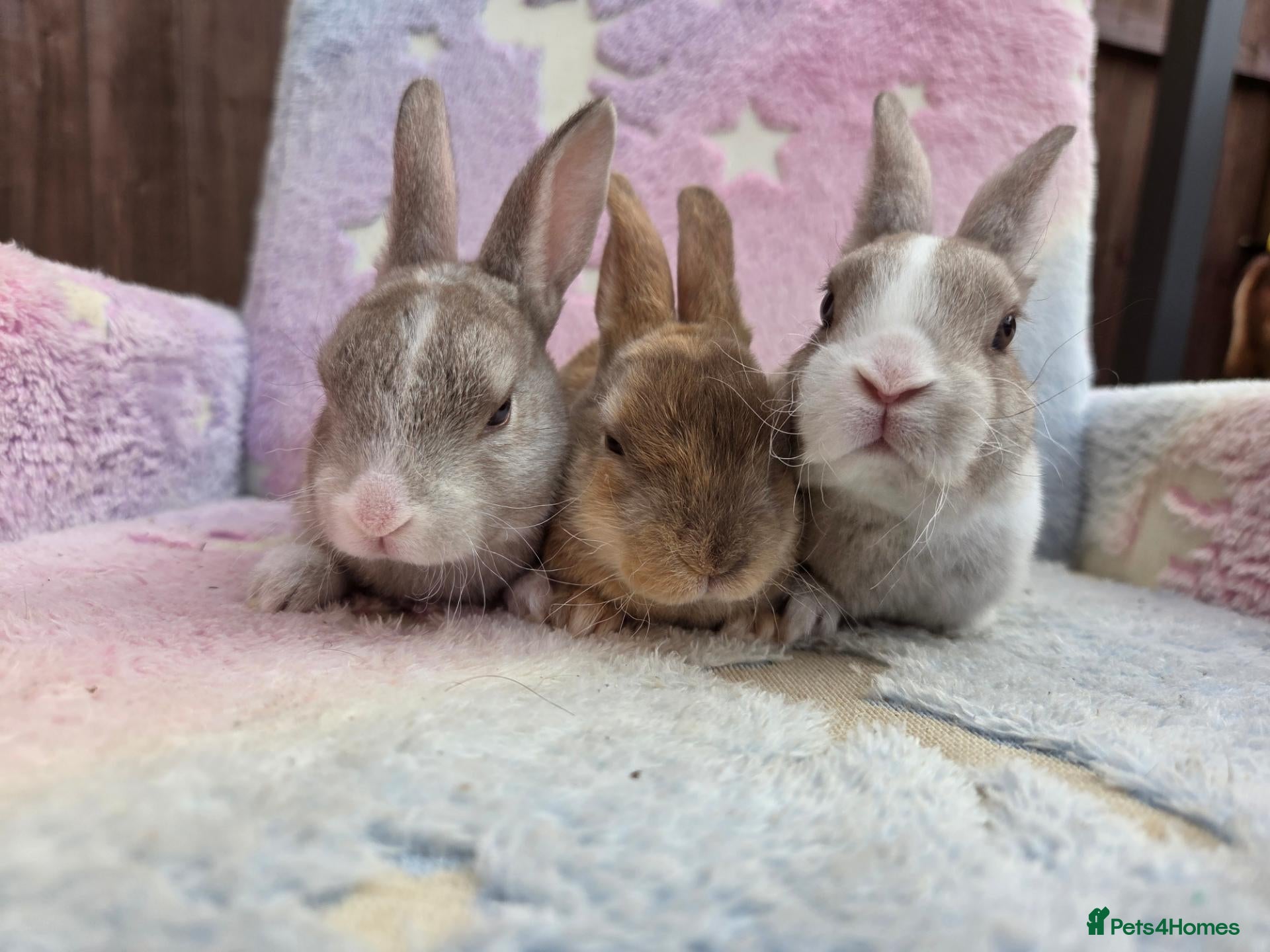 Rex rabbits Vienna Marked Mini Rex babies - Advert 8