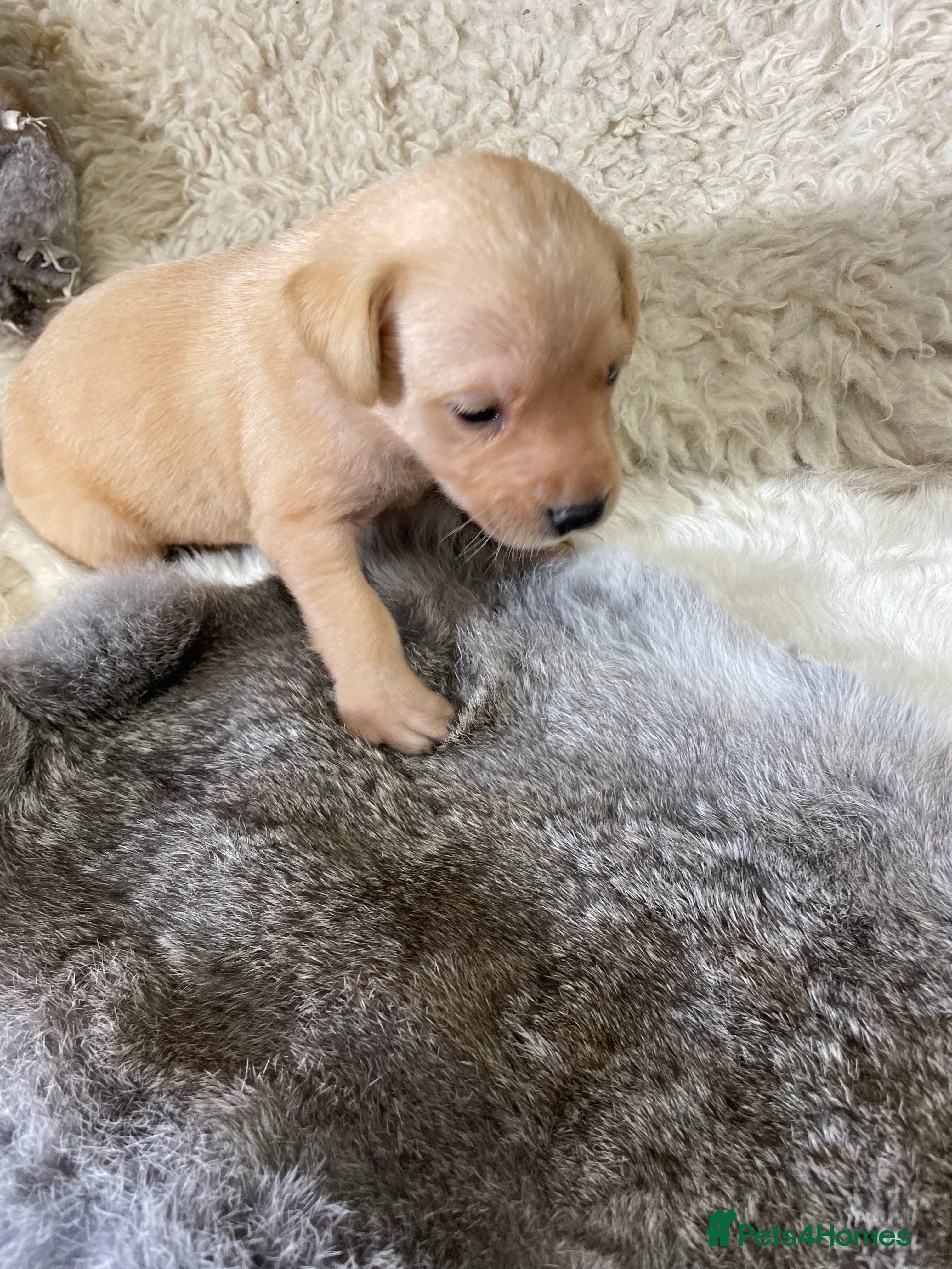 Labrador Retriever dogs Litter of KC Reg Pups from Health Tested Parents - Advert 2