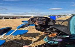 Dachshund dogs for stud: Stud Standard dachshund 💙 ❤️ in Walsall - Image 3
