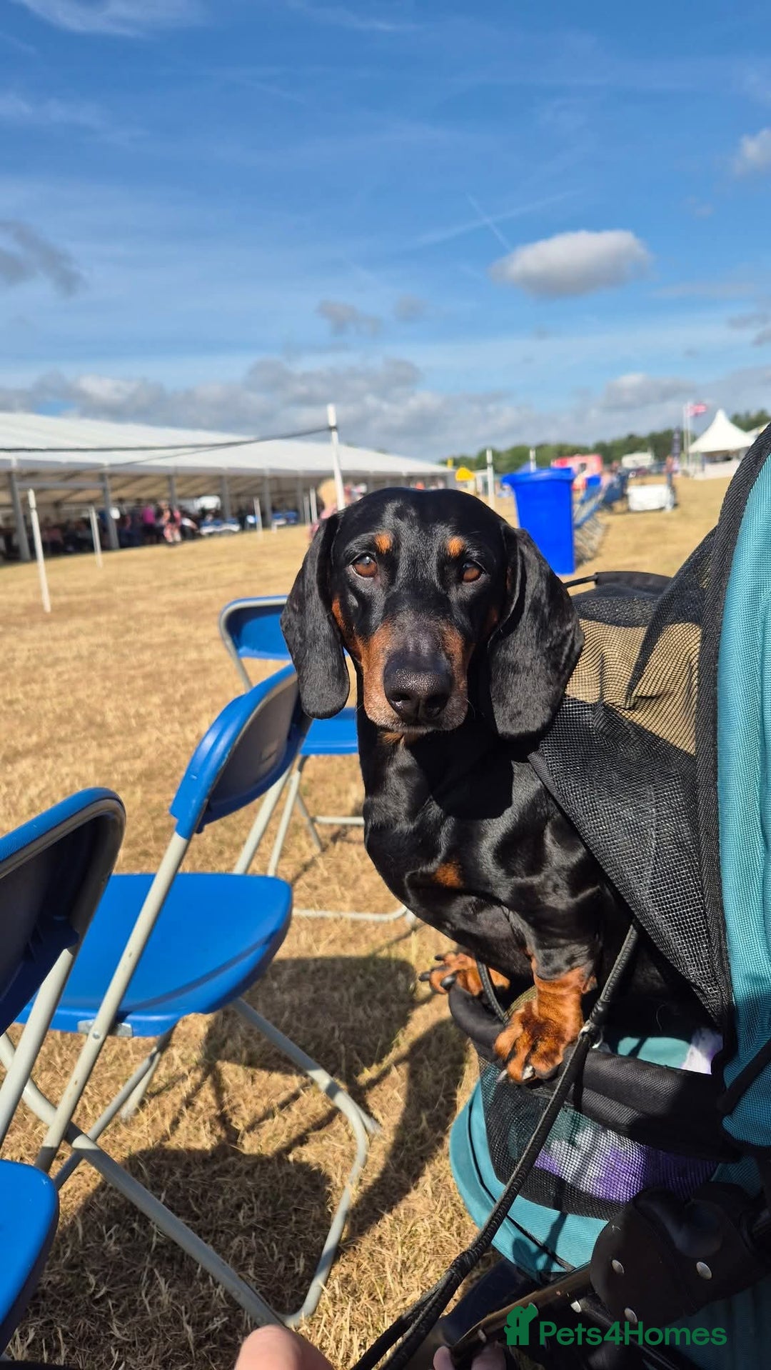 Dachshund dogs for stud: Stud Standard dachshund 💙 ❤️ in Walsall - Image 3