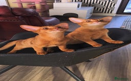 Abyssinian cats for sale: Abisinian kittens  - Image 19