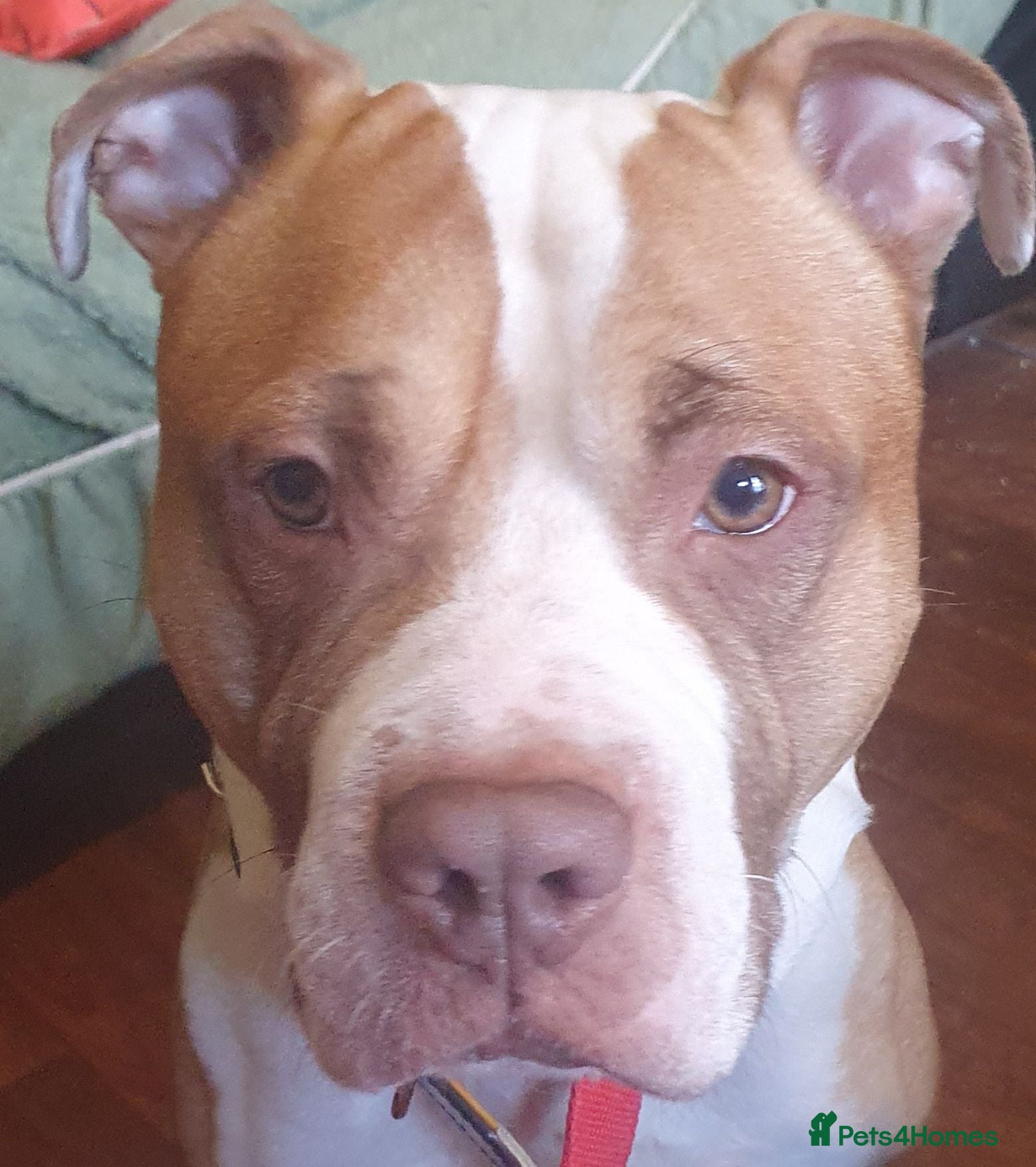 Mixed Breed dogs Paddy - Advert 1