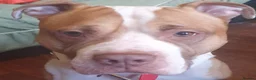 Mixed Breed dogs for sale: Paddy in Leeds - Advert 1