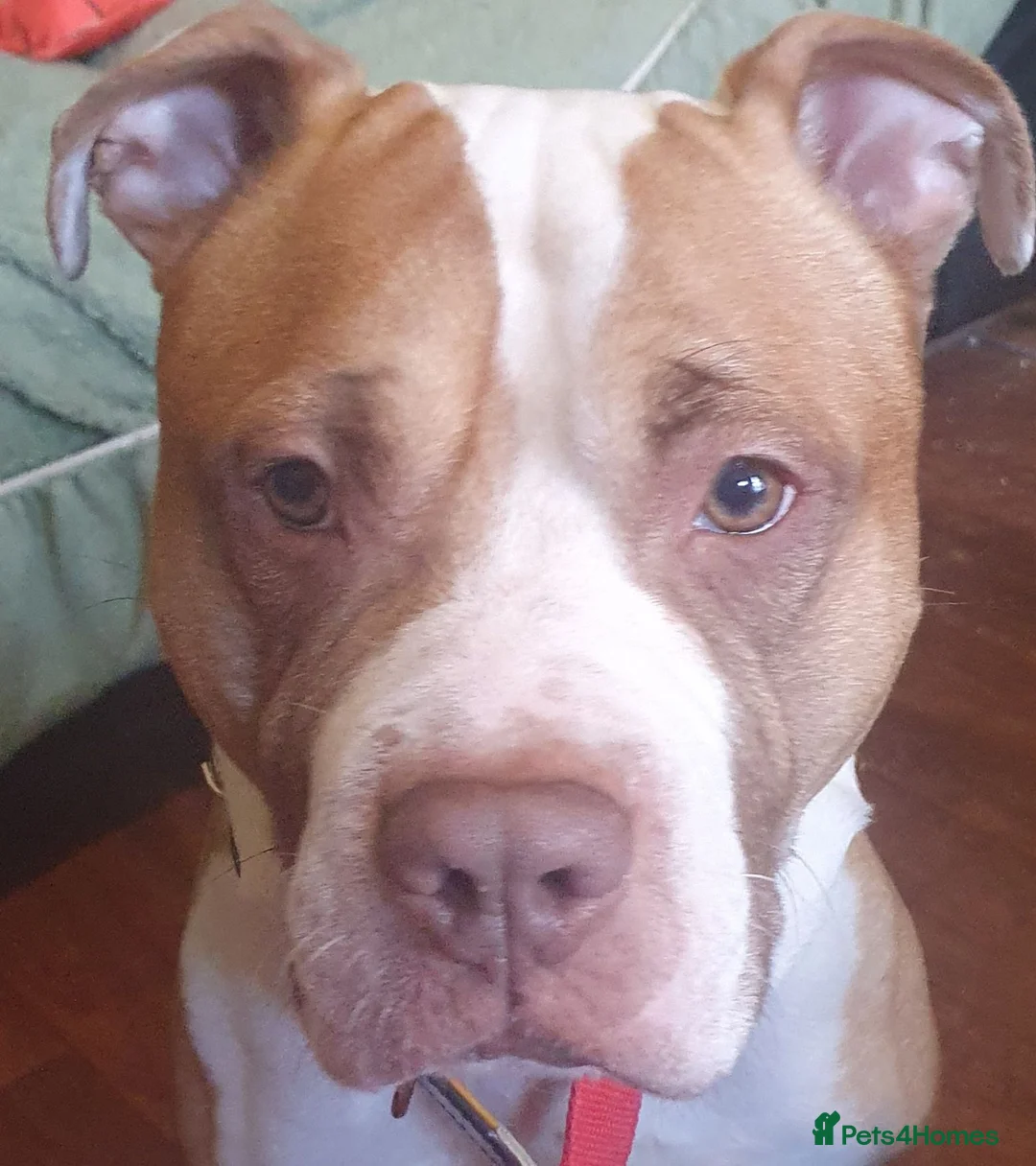 Mixed Breed dogs for sale: Paddy in Leeds - Advert 1