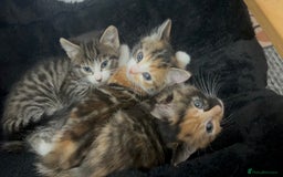 Bengal cats for sale: Beautiful Kittens - Image 5