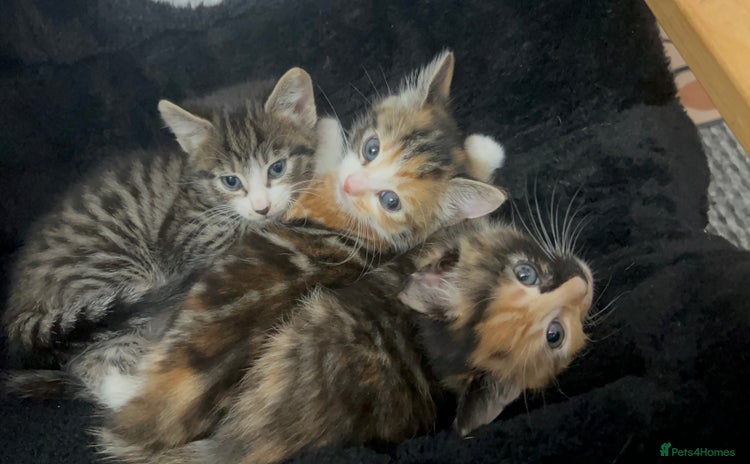 Bengal cats - Advert 6