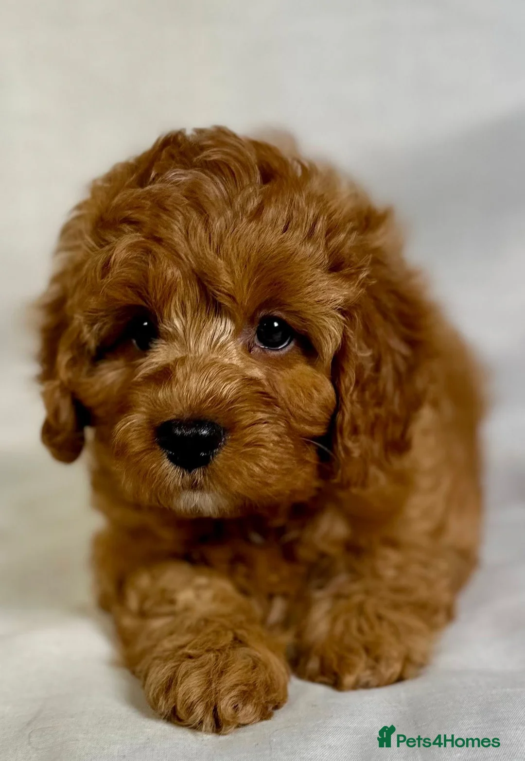 Toy Poodle dogs for stud: Exquisite Proven KC Red Stud DNA Clear Eye Tested - Advert 9
