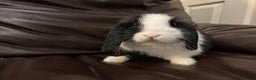 Mini Lop rabbits for sale: Lovely baby minilop for sale  - Advert 6