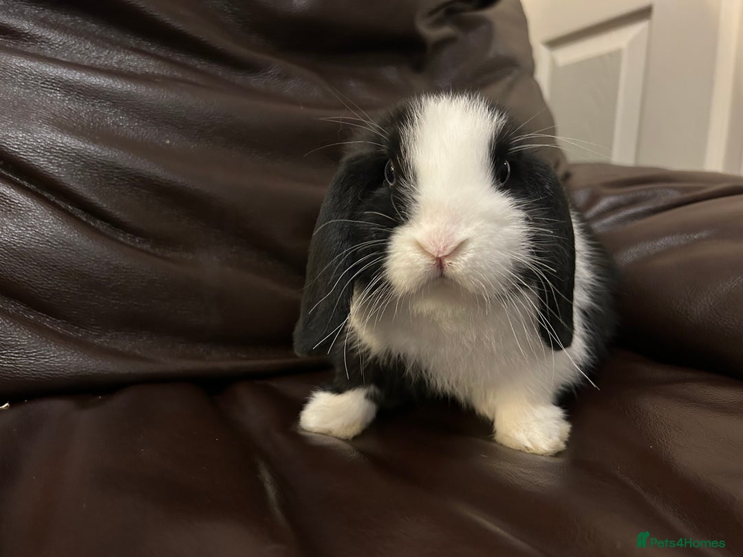 Mini Lop rabbits for sale: Lovely baby minilop for sale  - Advert 6