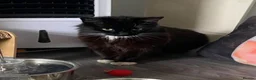 Domestic Shorthair cats for adoption: Percy is looking for a peaceful home - Advert 3