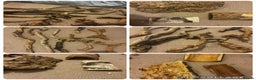 Bearded Dragon reptiles for sale: Complete bearded dragon / vivarium  - Advert 14