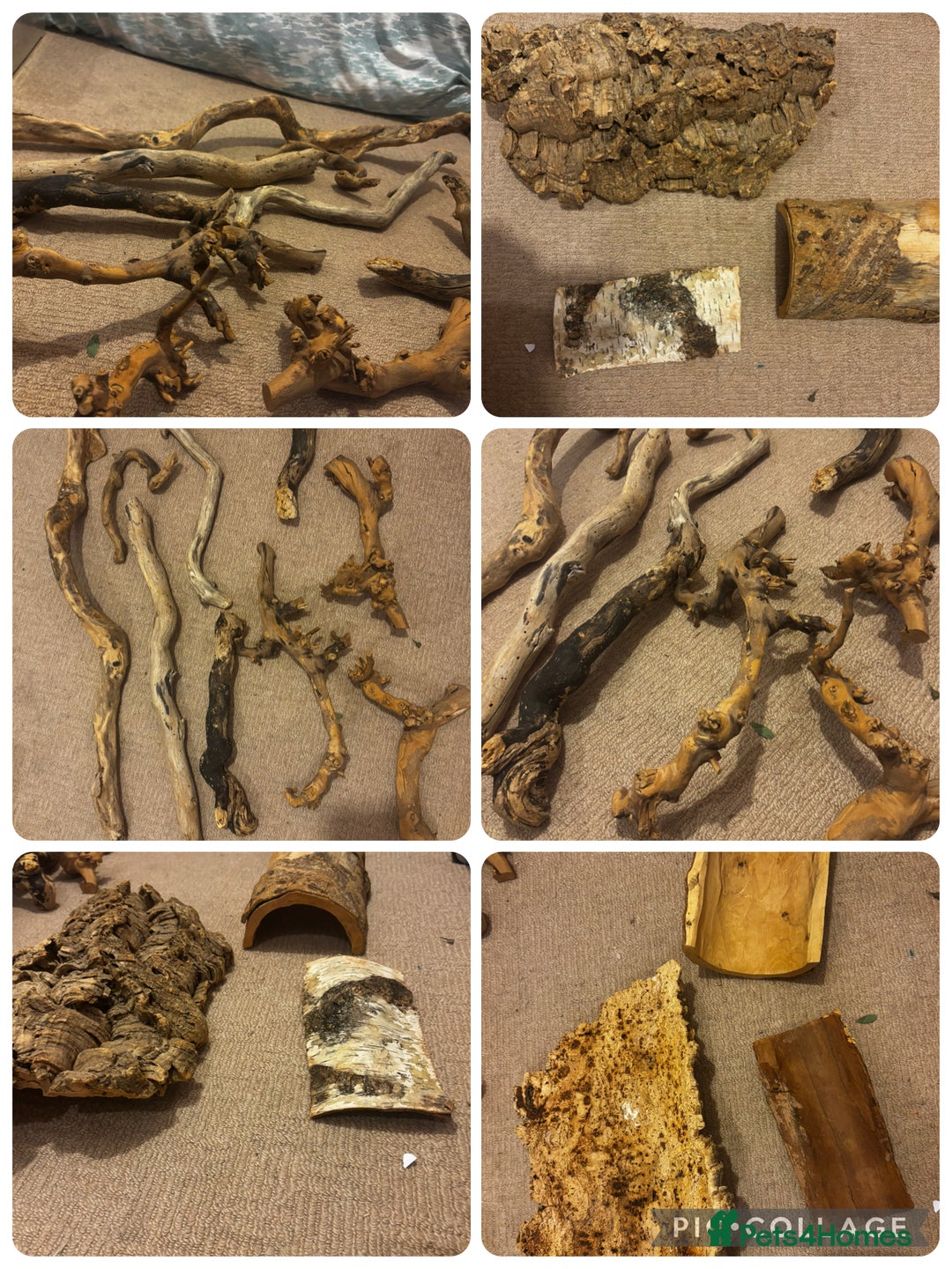 Bearded Dragon reptiles for sale: Complete bearded dragon / vivarium  - Image 14