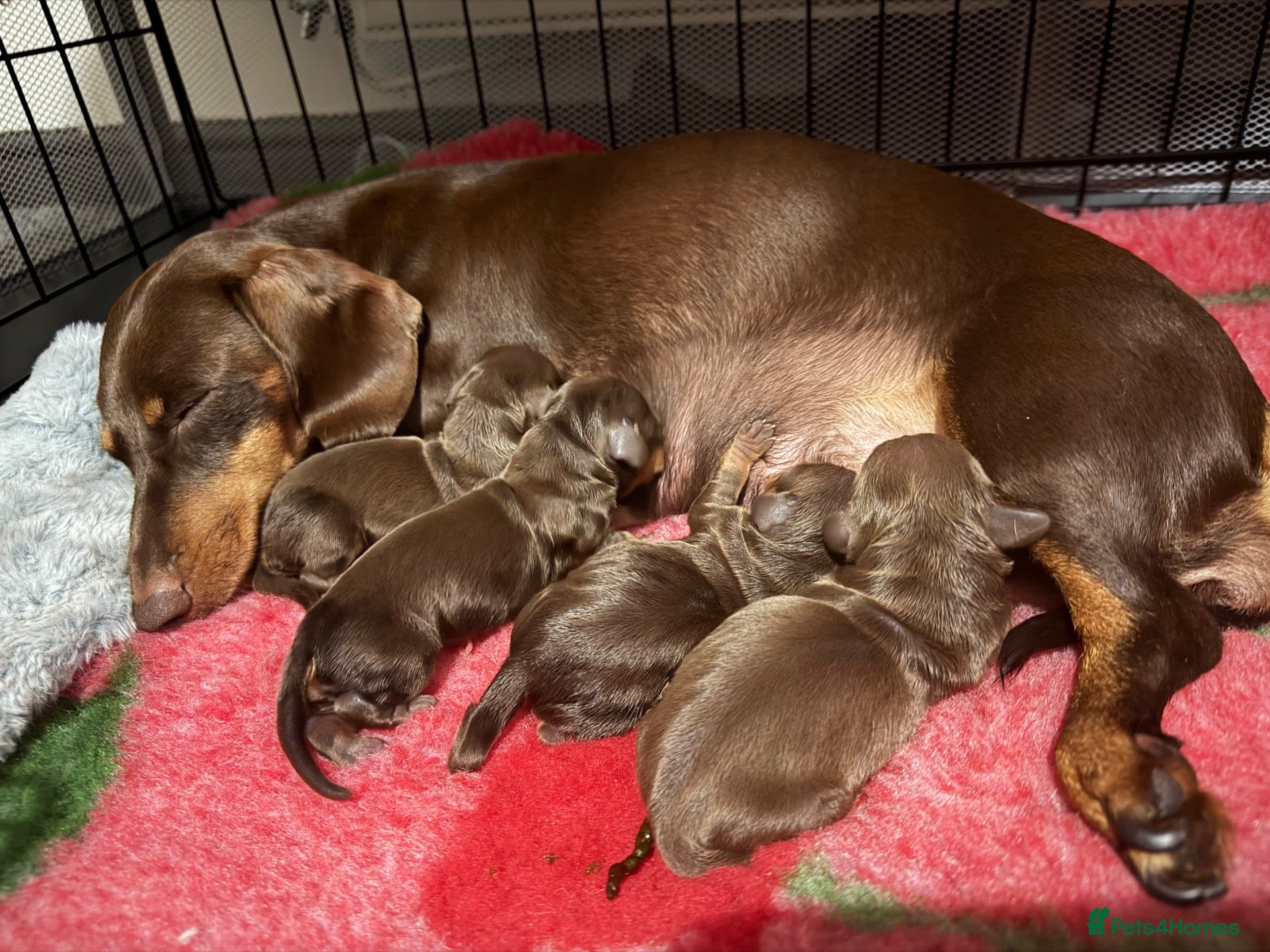 Miniature Dachshund dogs Miniature dachshund puppies  - Advert 4
