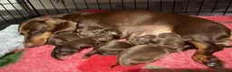 Miniature Dachshund dogs for sale: Miniature dachshund puppies  - Advert 1