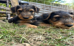Airedale Terrier dogs for sale: Well bred, balanced litter. Quick learners. - Image 6