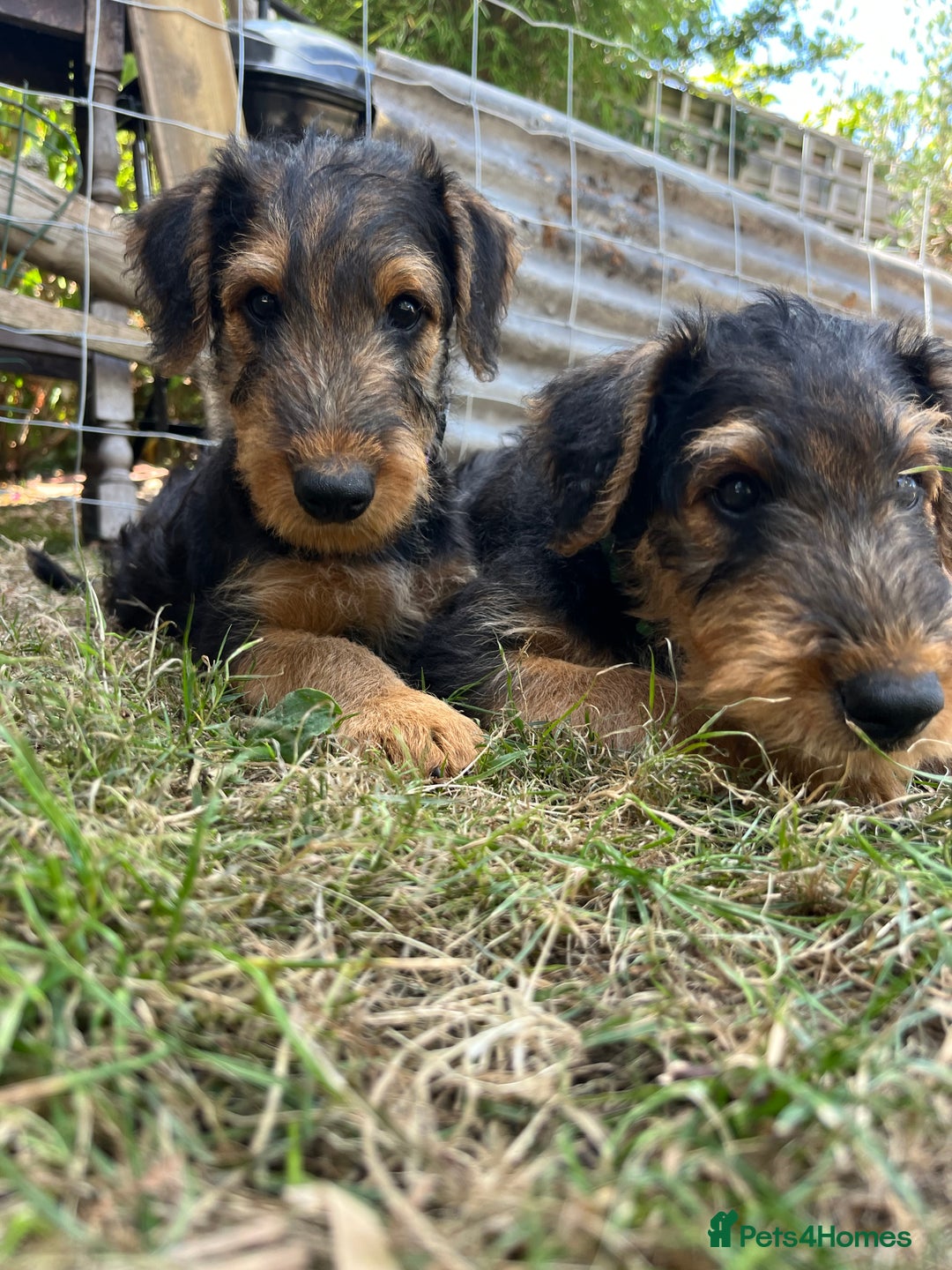 Airedale Terrier dogs for sale: Well bred, balanced litter. Quick learners. - Image 6