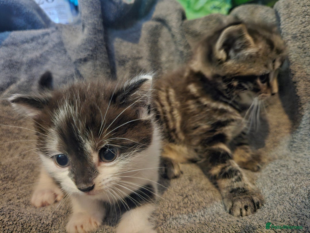 Russian Blue cats for sale: Russian blue mix - Image 15