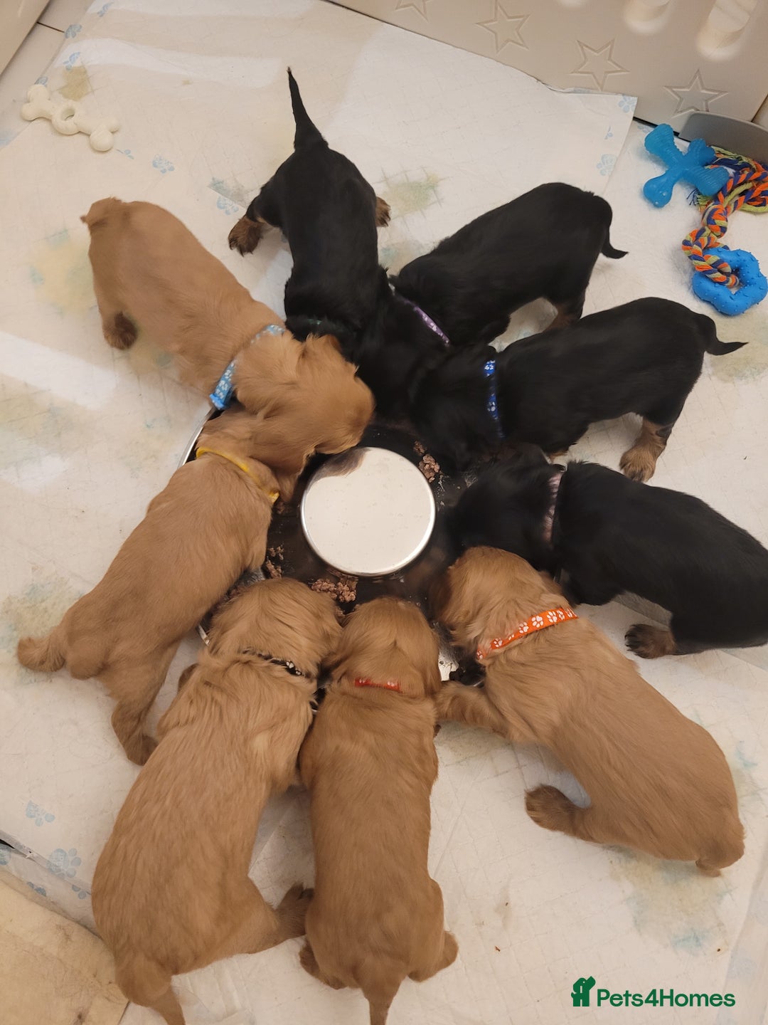 Cavalier King Charles Spaniel dogs for sale: Stunning Cavalier Puppies–Champ Blood,HealthTested - Image 3