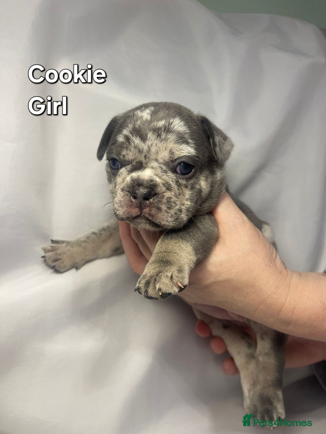 French Bulldog dogs for sale: Gorgeous litter of French Bulldog Pups  - Advert 5