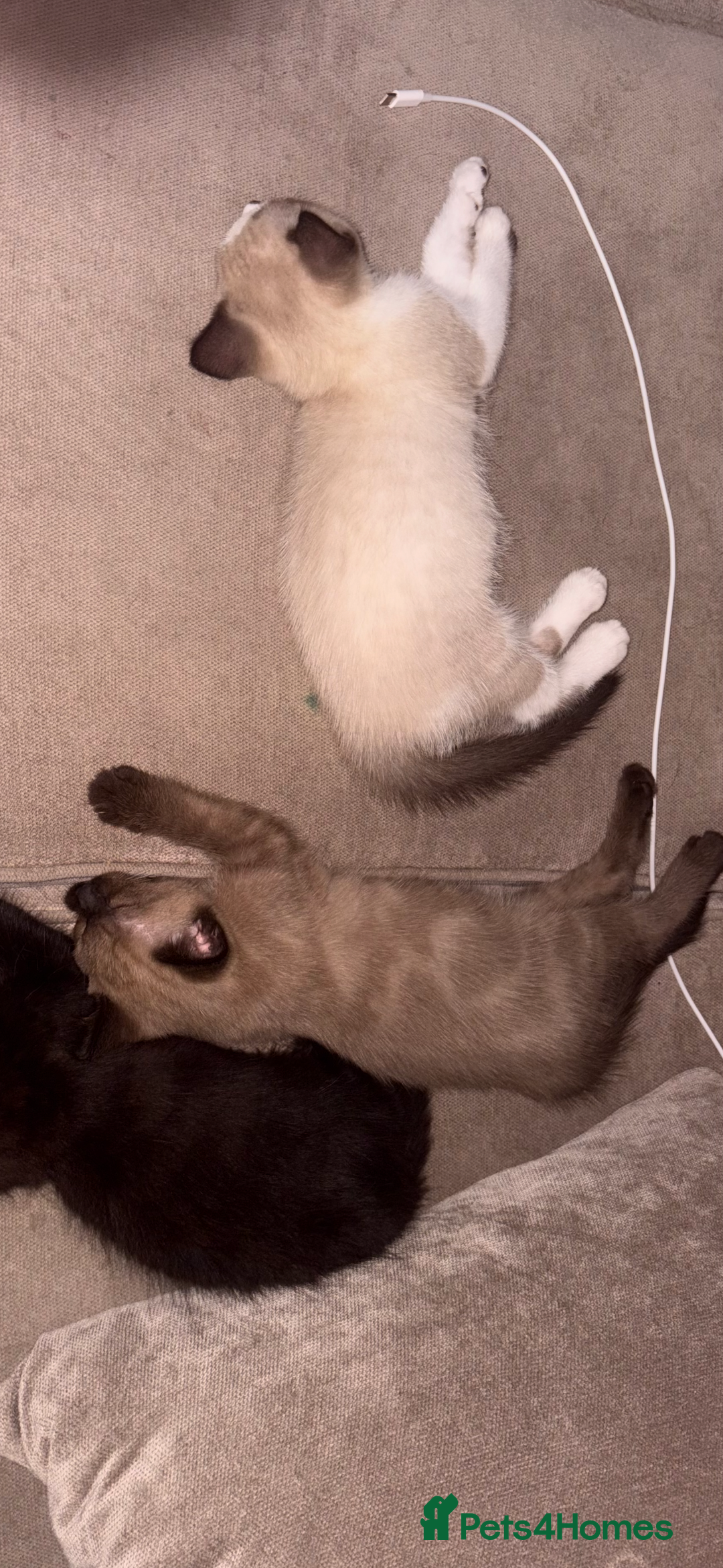 Ragdoll cats for sale:  Caramel pointed Ragdoll kitten  - Image 6