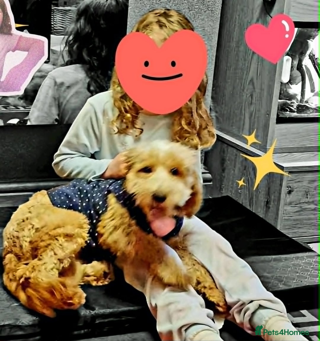 Cockapoo dogs for sale: Cockapoo - Advert 3