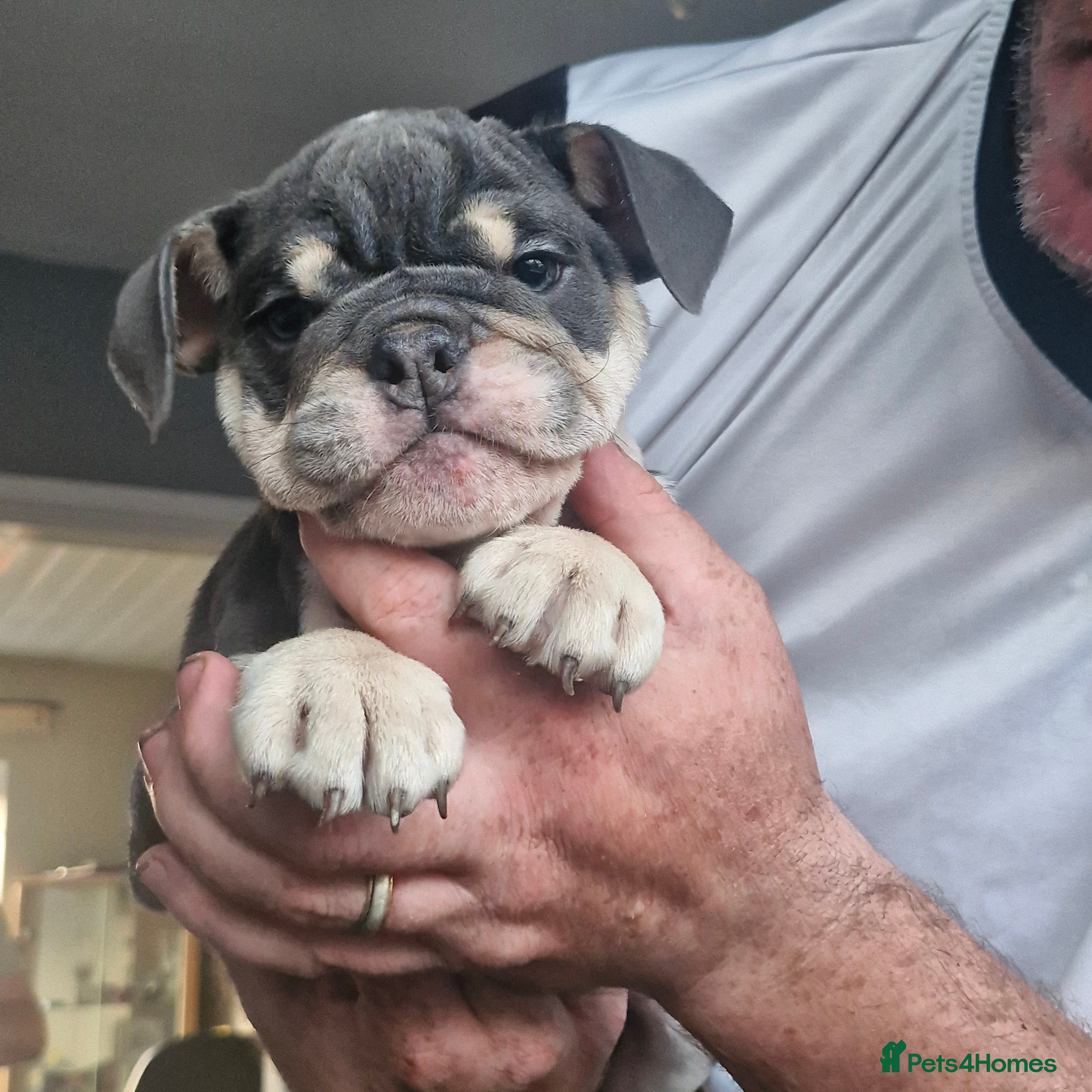 English Bulldog dogs READY TO LEAVE KC REG BLUE TRI ENGLISH BULLDOGS  - Advert 1